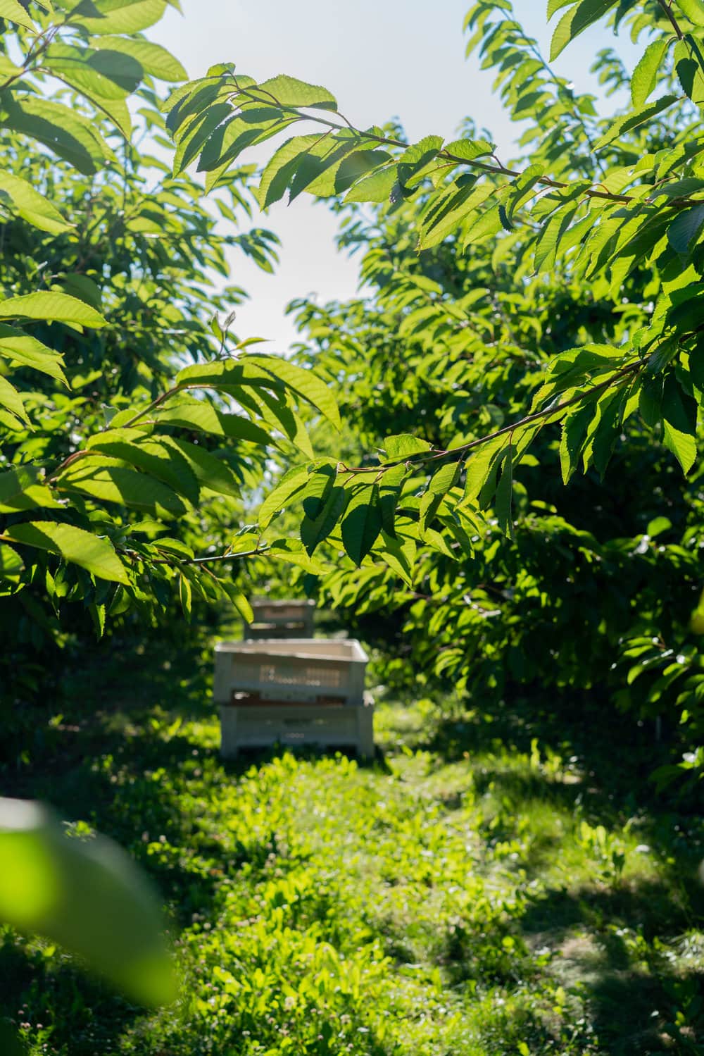 When you have beautiful, in season cherries, it really is a shame to do anything with it other than make Cherry Pie! These cherry pies are perfectly juicy, with the right balance of sweetness, and have a tender, flaky crust. They are easy to make, can be prepared ahead, and make the perfect summer dessert. #pie #cherrypie #recipe #darkcherrypie #fruitpie