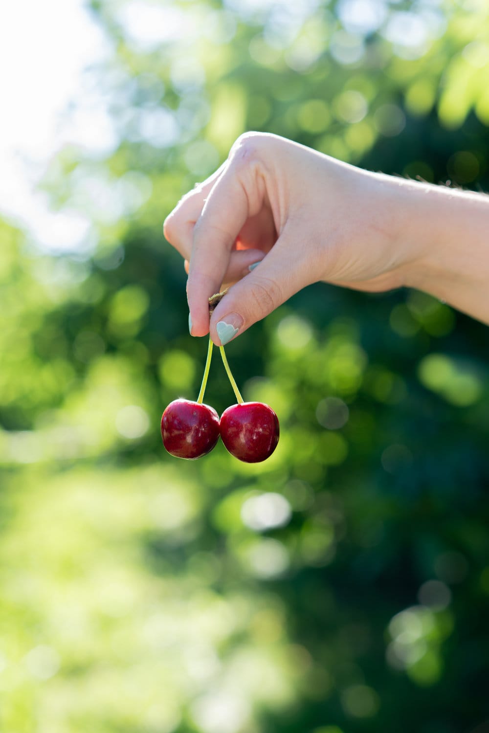 When you have beautiful, in season cherries, it really is a shame to do anything with it other than make Cherry Pie! These cherry pies are perfectly juicy, with the right balance of sweetness, and have a tender, flaky crust. They are easy to make, can be prepared ahead, and make the perfect summer dessert. #pie #cherrypie #recipe #darkcherrypie #fruitpie