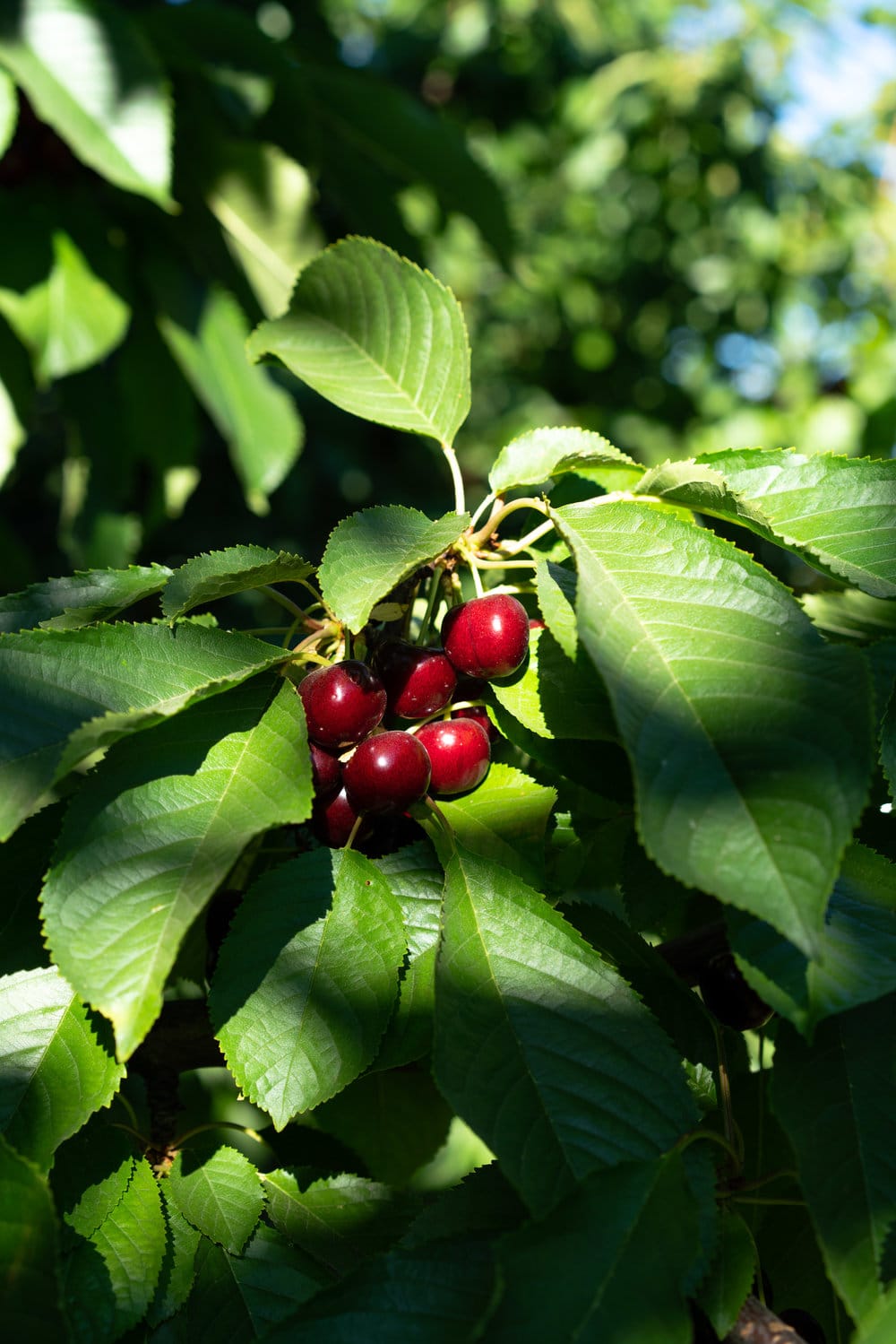 When you have beautiful, in season cherries, it really is a shame to do anything with it other than make Cherry Pie! These cherry pies are perfectly juicy, with the right balance of sweetness, and have a tender, flaky crust. They are easy to make, can be prepared ahead, and make the perfect summer dessert. #pie #cherrypie #recipe #darkcherrypie #fruitpie